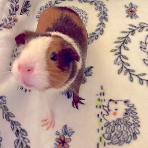 Guinea pig cage liner CC 2by 4 (60inch by 36 inch)